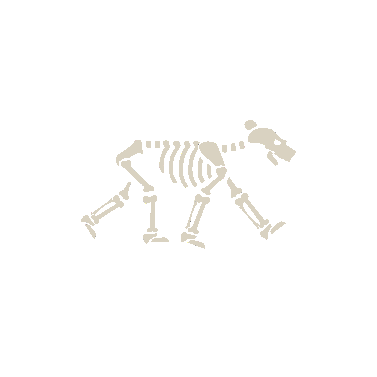 Kuma